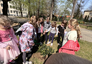 Osiem dziewczynek i jeden chłopiec zastanawiają się gdzie posadzić rododendron
